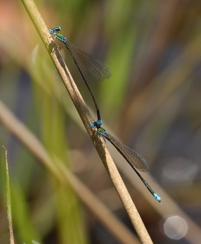 Pair in tandem
2010_07_22_Murray